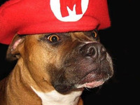 Mario Bros Dog