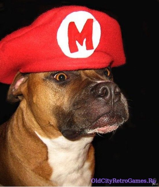Mario Bros Dog